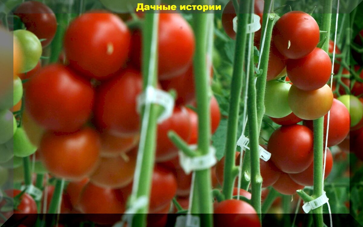 https://vk.com/photo-159774511_457248208