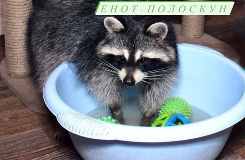 Енот - полоскун