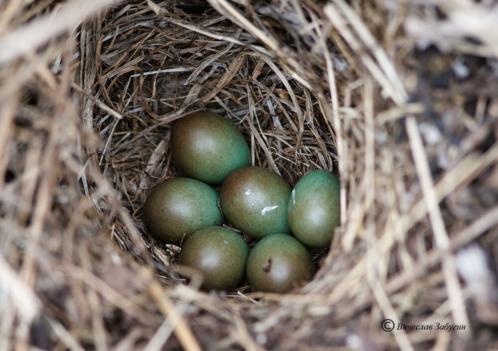 гнездо варакушки