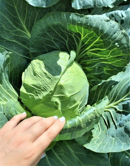 Капуста в середине июля