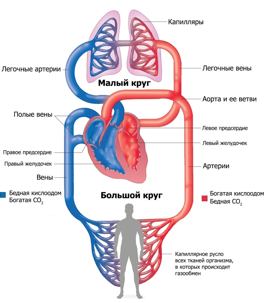 Принципы кровообращения. Круги кровообращения схема малый круг. Схема малого круга кровообращения схема. Малый и большой круг кровообращения человека схема. Малый круг кровообращения и большой круг кровообращения.