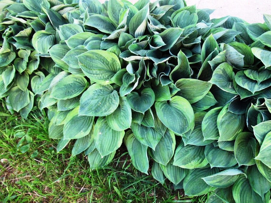 Не все хосты имеют красивые соцветия, в основном эти растения выращиваются из – за красивых и изящных листьев. 