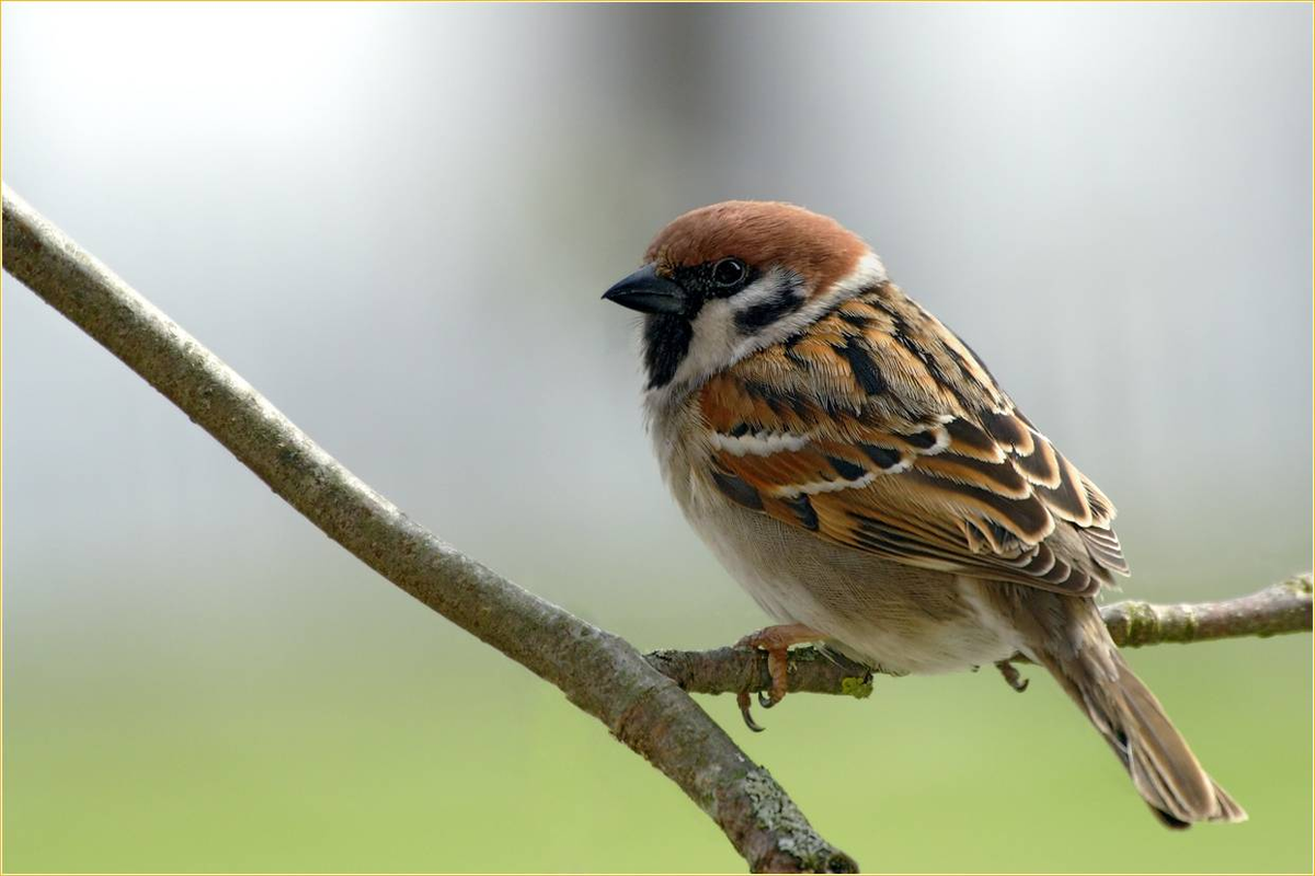 Воробей т 1. Красноголовый воробей. Воробей фото птицы. Полевой воробей самка и самец. Домовый воробей воробьиные.