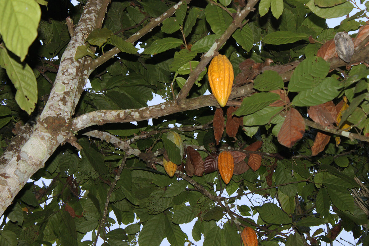 Плоды какао  ЛИСТАЙТЕ галерею