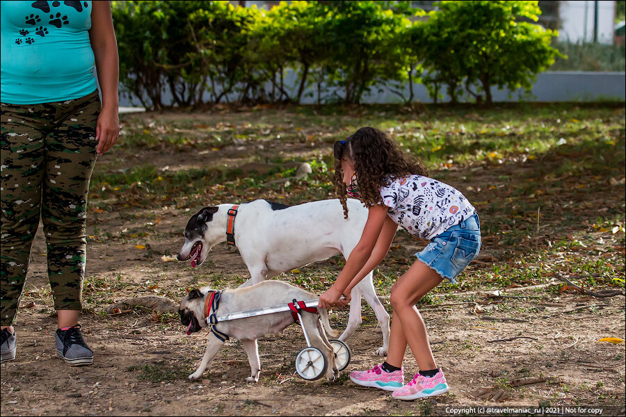 Девочка издевается над щенком. Девочка издевается над щенком. Девочка издевается над щенком. Девочка издевается над щенком. Девочка издевается над щенком.