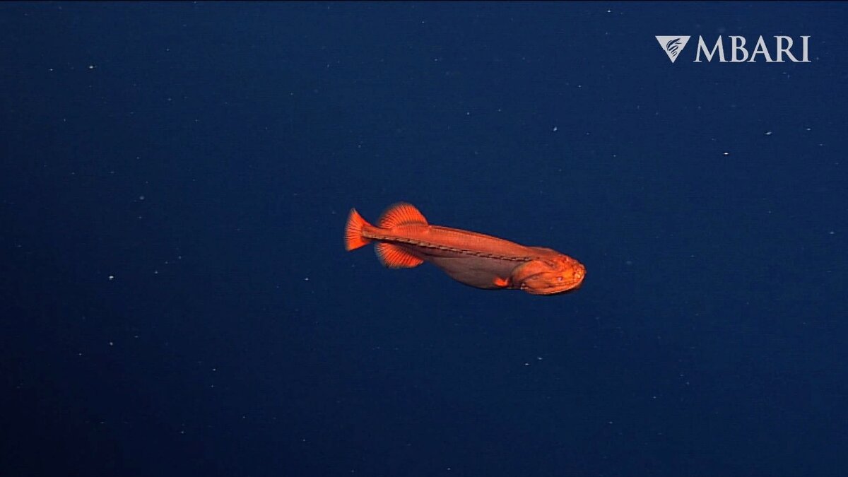 Источник: MBARI