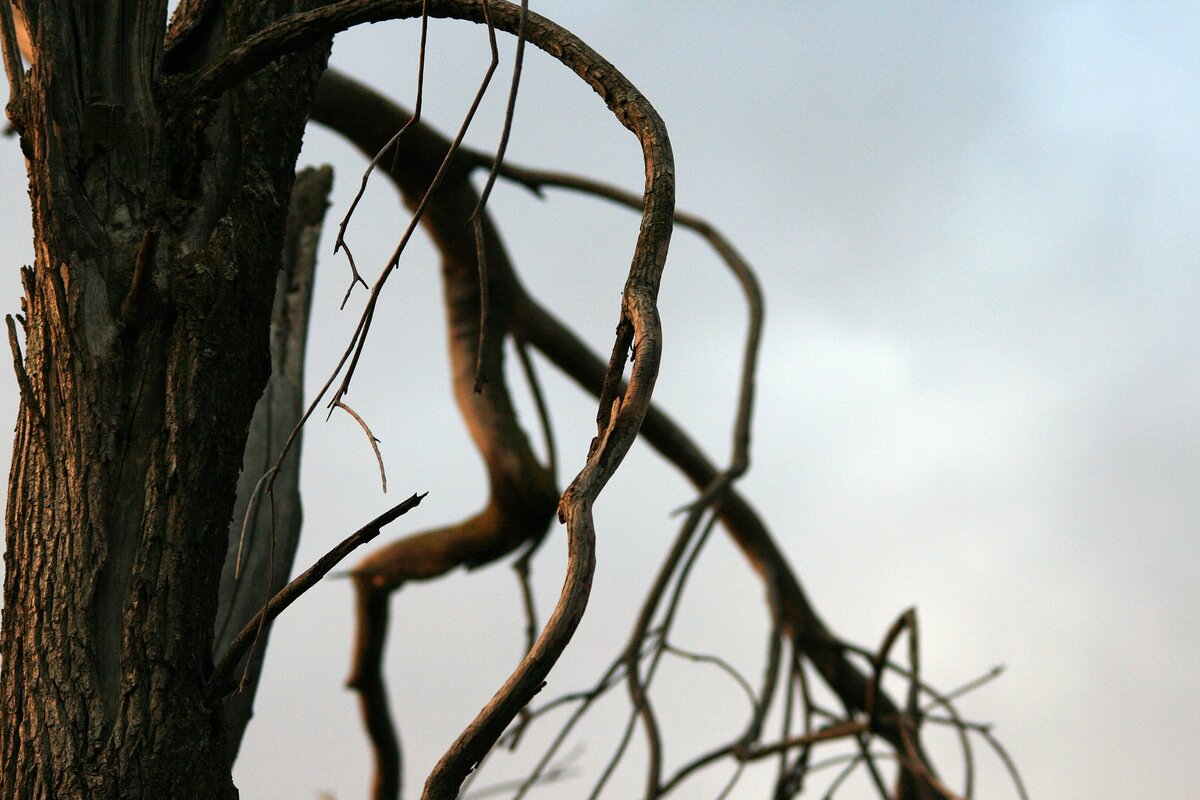 Старая ветка