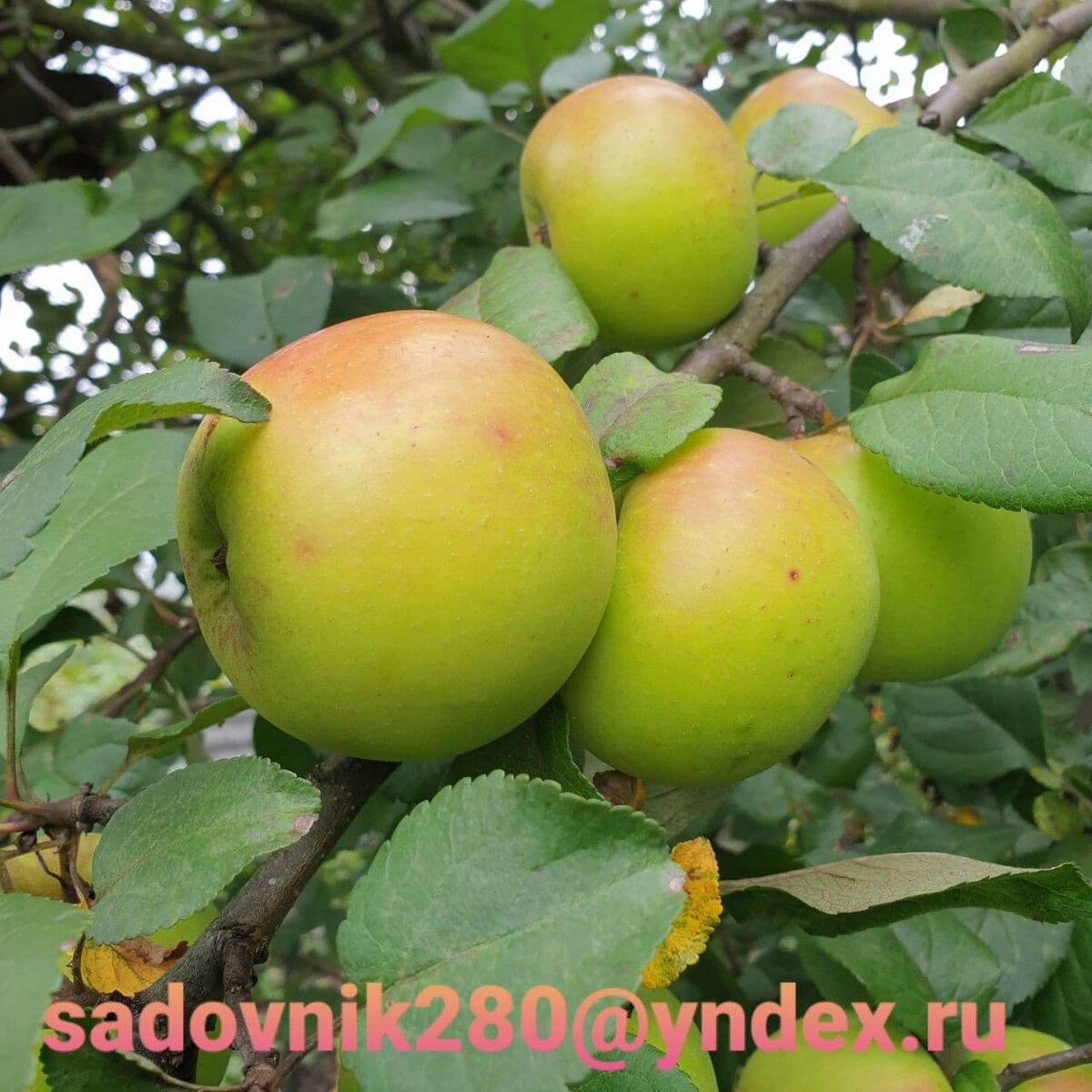 Фото автора Алесад