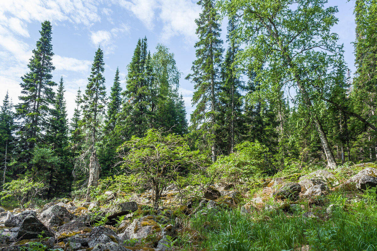 На склоне хребта Большой Уральский.