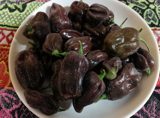 Плоды шоколадного Хабанеро, фото автора