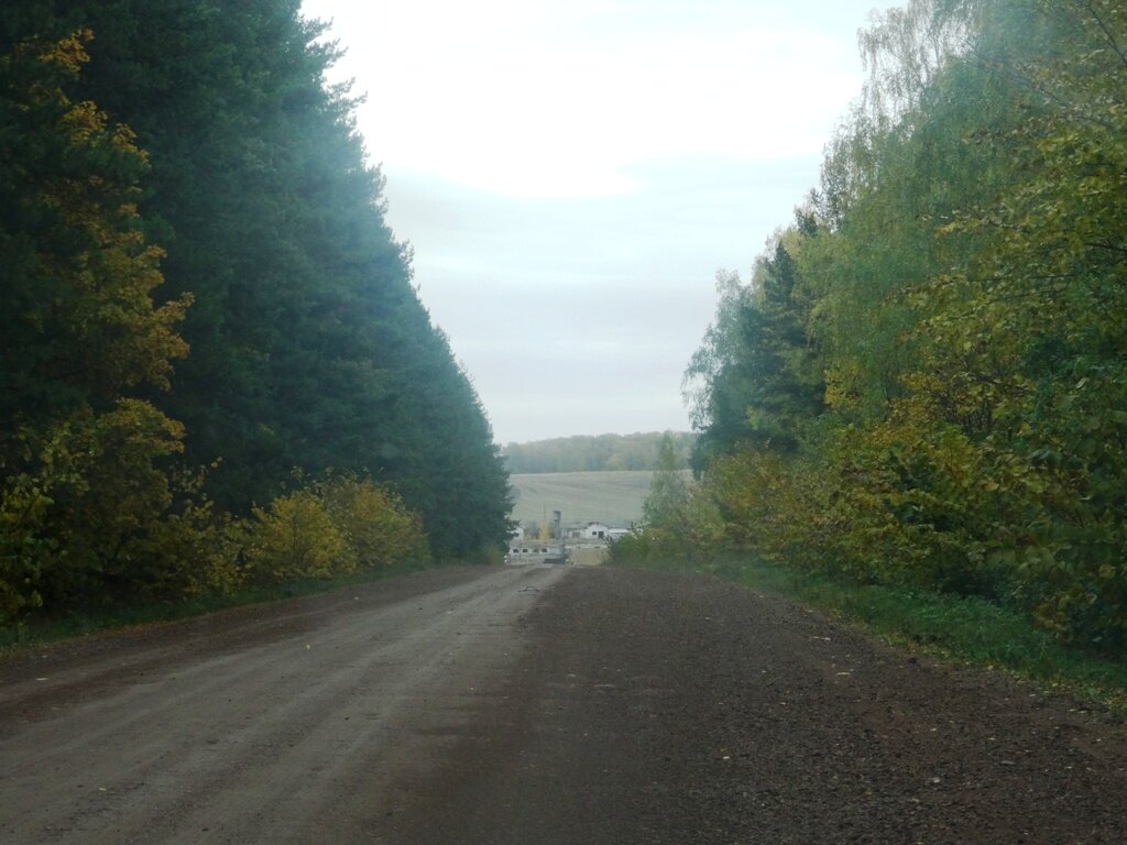 Дорога в Колывановку. Фото Е. Колывановой.