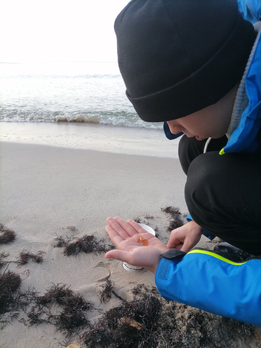 После шторма в водорослях находим янтарь