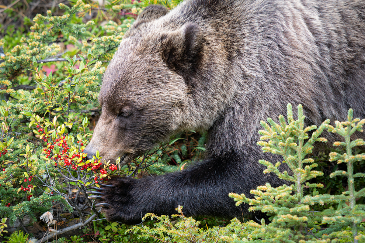 Bear eats. Бурый медведь ест. Медведь ест ягоды. Бурый медведь ест ягоды. Камчатский бурый медведь.