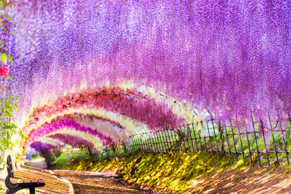 Туннель вистерии.