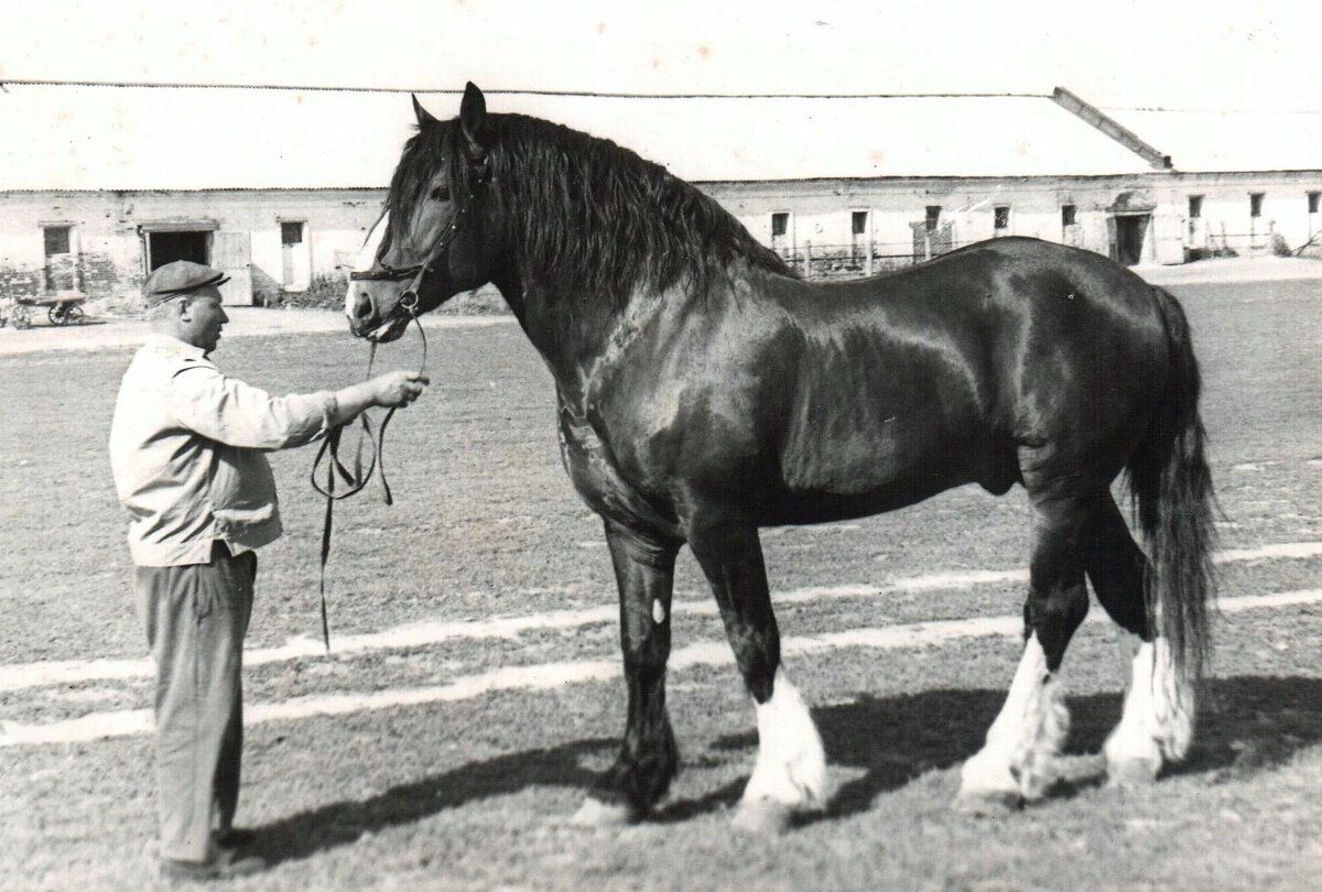 Основатель линии Сибарит, гнедой масти, 1919 г., согласно литературным данным, был изъят из транспорта Москвы. Происхождение неизвестно, но по типу он считался ¾ клейдесдалем [19]. Сведений о промерах и оценках в литературе не приводится.

Основной пик развития линии пришёлся на 60-е – 70-е годы
ХХ века, когда от праправнука Сибарита – жеребца 394 Пуртона (на  первом фото, ч/б), гн., 1961 г., (164– 171–220–24), от Пышки, внучки □10 Глен Албина, в племенной состав породы были отобраны пять жеребцов.
Наиболее эффективными в деле продолжения линии оказались сын 394 Пуртона – гнедой жеребец 369 Конспект и внук 497 Лимонад, оставившие в Гаврилово - Посадском заводе множество потомков.
369 Конспект, 1965 г., полученный от основательницы маточного семейства 01121 Картинки, был крупным и массивным жеребцом с промерами 173–177–210–25, массой 791 кг.
Сын Конспекта – гнедой жеребец 497 Лимонад, рождённый в 1976 году от 886 Ласточки, дочери 203 Легиона, использовался в племенной работе более 18 лет. За это время от него было получено 117 жеребят, из них 22 кобылы и 10 жеребцов были отобраны в племенной состав породы.
В современном племенном ядре конных заводов след оставили  внуки Конспекта, полученные от 532 Хлорада, гн., 1985 г. рождённого от 1263 Хорды, внучки 307 Транзита, и 279 Карата.
Также широко известны жеребцы-производители: 611 Кохмач (532
Хлорад – 1395 Книга, по некоторым данным продан в 2013-2014 гг. в Казахстан), рыж., 2002 г., 624 Хвастун 2-й, (532 Хлорад – 1284 Воймига, пал в Курской области), гн., 2003 г. ,  Батист (618 Техас – 1439 Брахма), гн., 2007 г. (местонахождение неизвестно).
