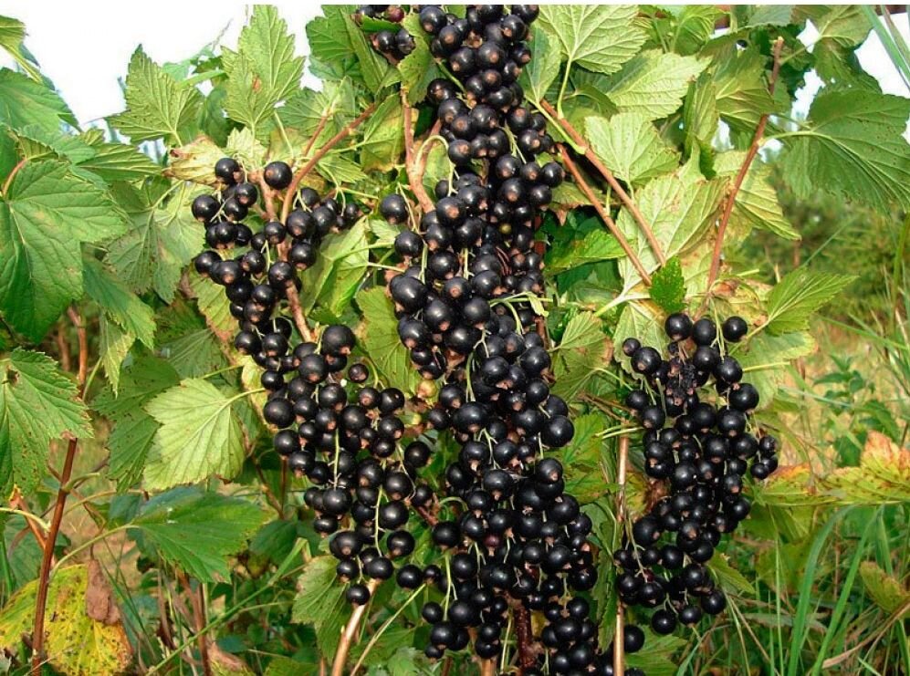 Зелёная дымка