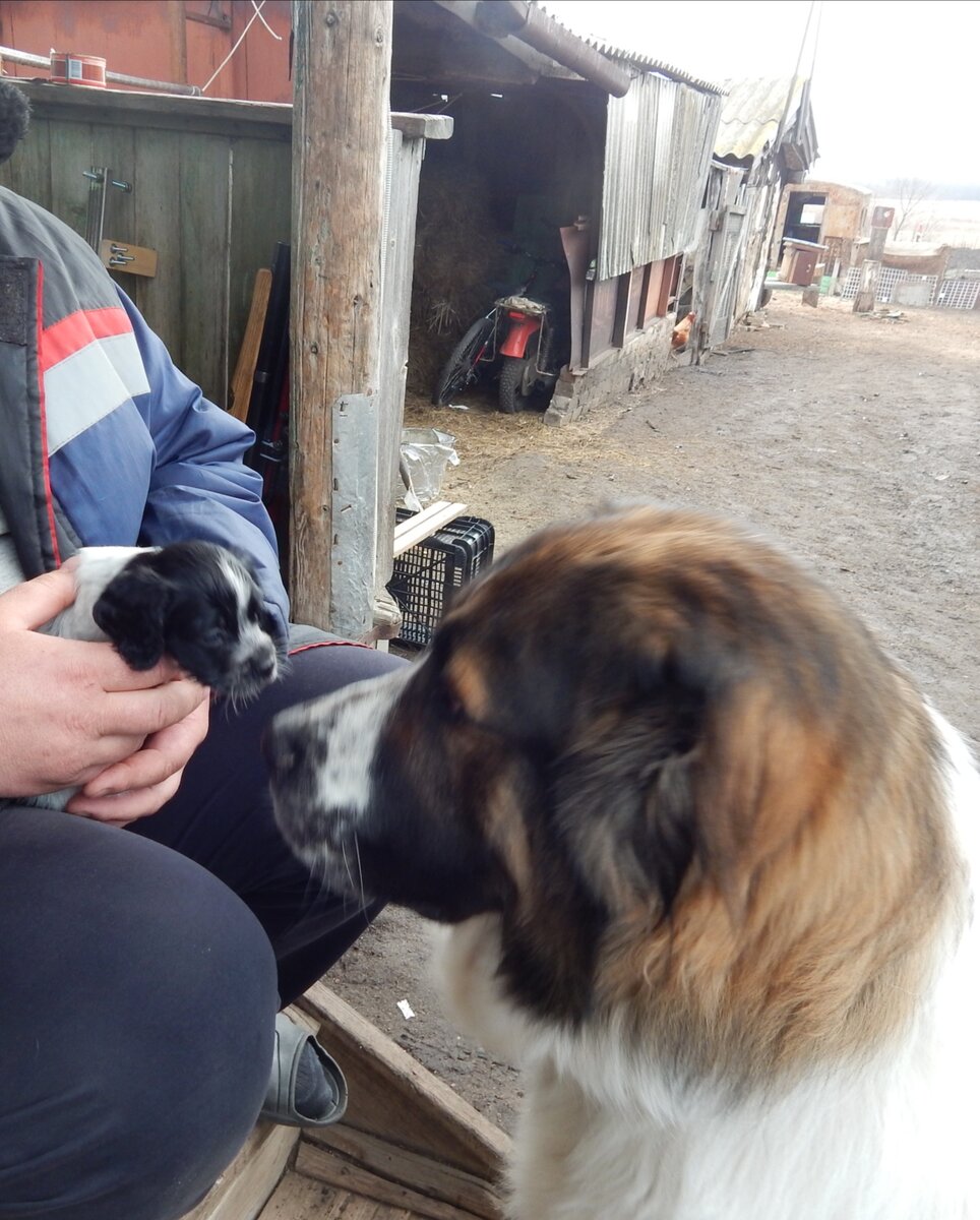 Наш Пёс знакомится с новым другом. У соседей родились щенки русского охотничьего спаниеля. 