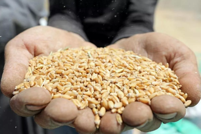 Пшеница - одно из главных богатств России (фото из открытых источников)