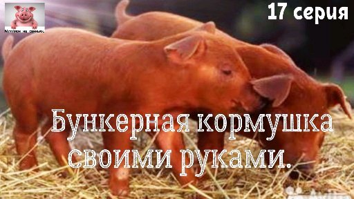 Бункерная кормушка для свиней. Автономная ферма