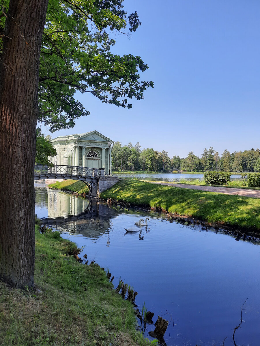Остров Любви, Павильон Венеры и лебеди летом в Гатчинском парке. 🌲🌳🏞❤🏡🙂🦢❤🦢 
Великий князь Павел Петрович решил возвести Павильон Венеры после свадебного путешествия по Европе, во время которого в замке Шанхай во Франции великокняжеская чета была впечатлена необычным строением - павильоном Любви. Возвести похожее строение было решено и в любимой ими Гатчине.

Снято на телефон Samsung galaxy a51📱📸
7 июля 2021 года.
Фотограф: Ирина Белякова