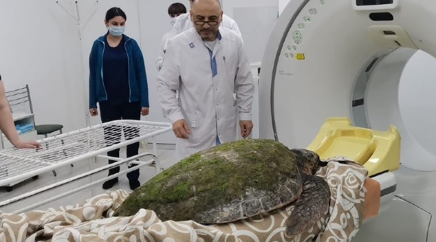 © Скриншот группы «ВКонтакте» «Город-курорт Анапа», vk.com/anapaadm