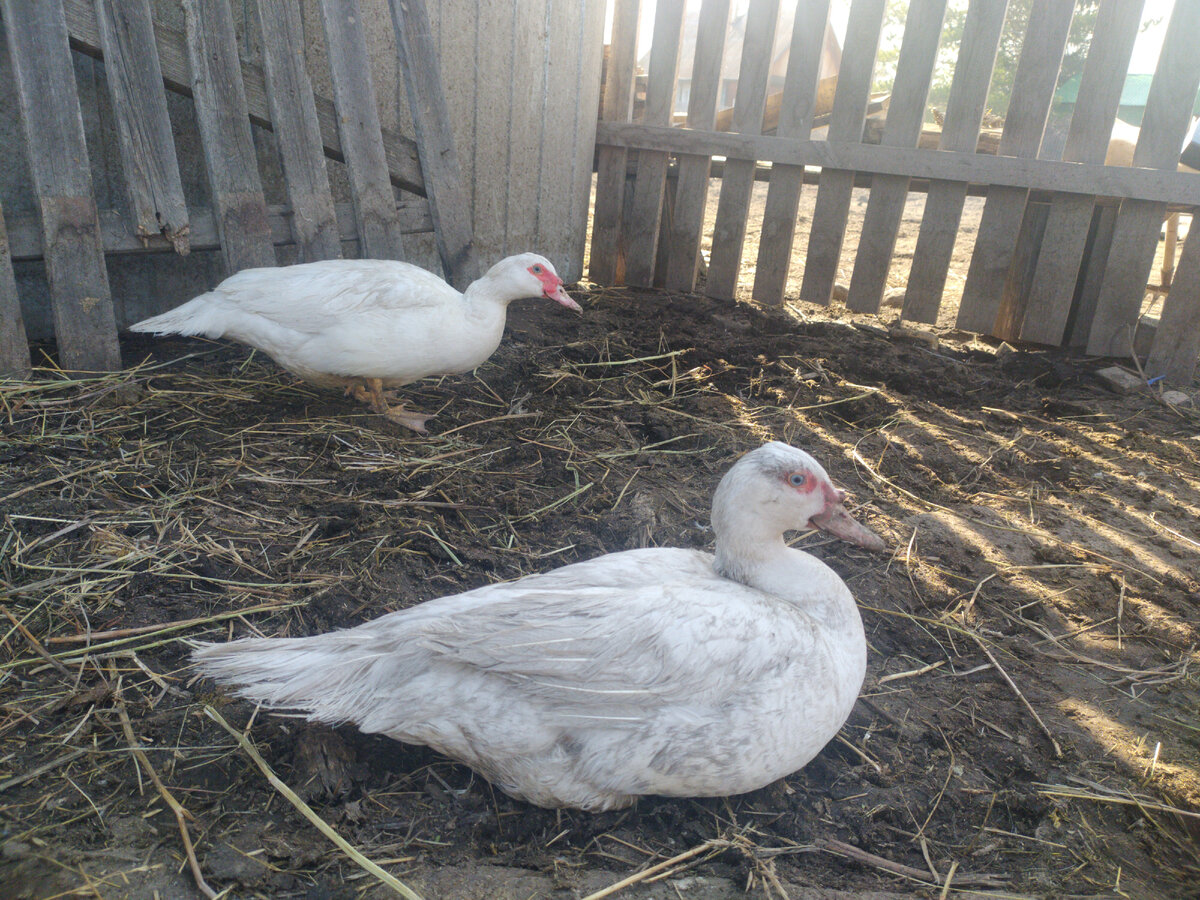 Утка решение утка решение. Математические задачи утки. Математические гуси. Логическая загадка про уток. Утка решение утка решение.