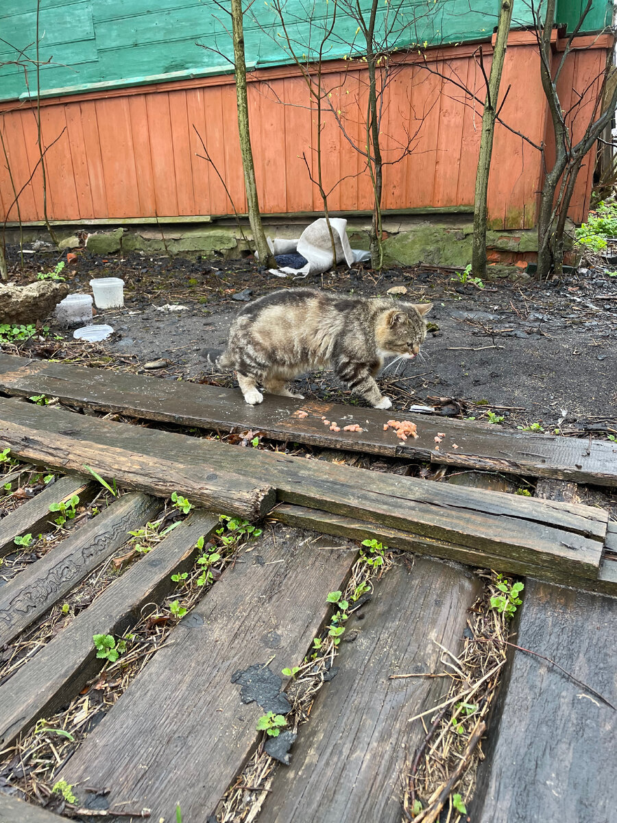 Бездомный котик 