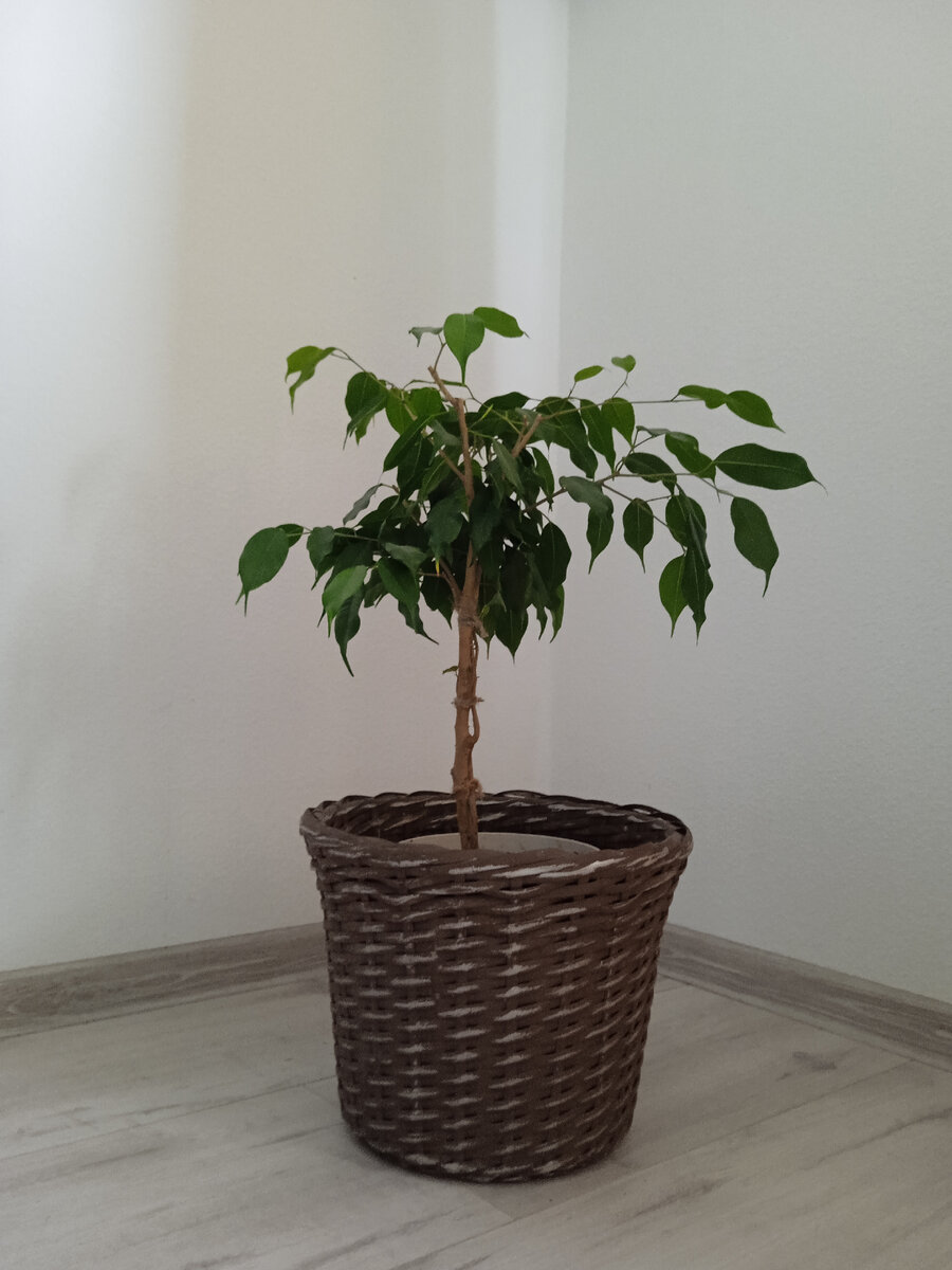 Высота с горшком метр. Продолжаю формировать. Вариант не окончательный! 