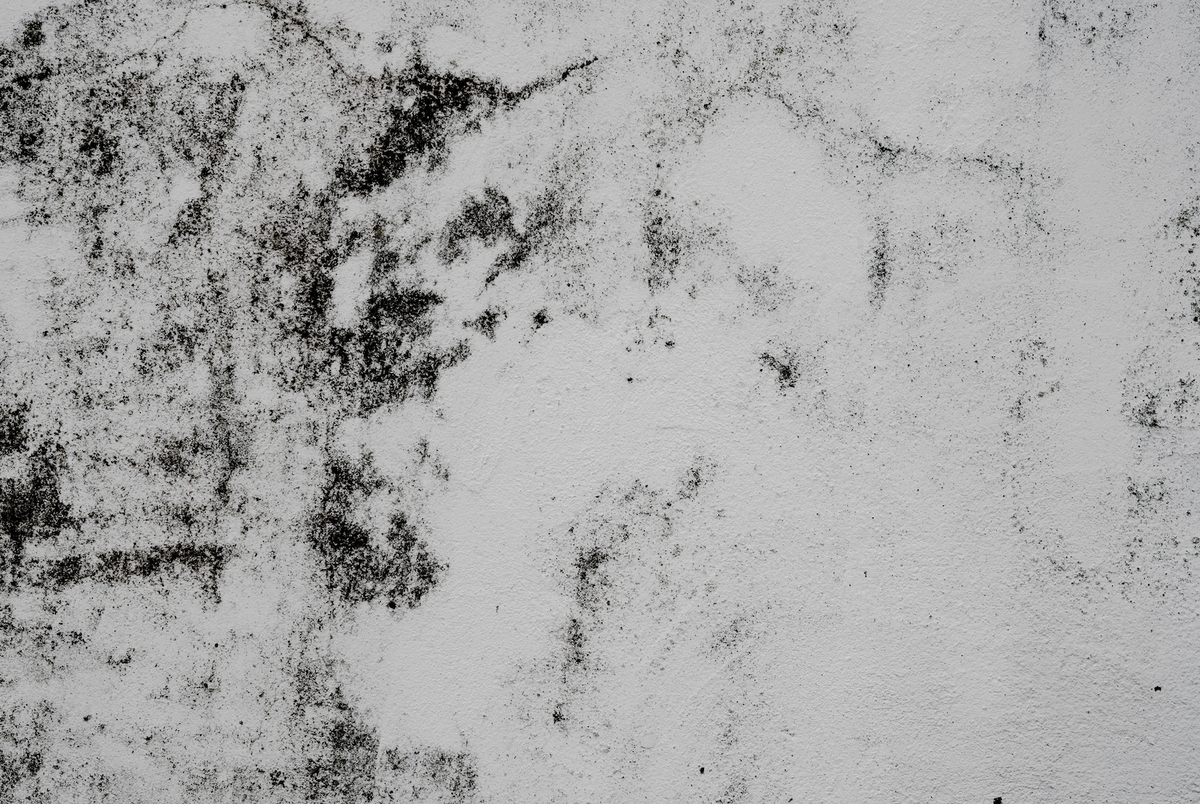    Плесень на стене. Photo by Annie Spratt on Unsplash