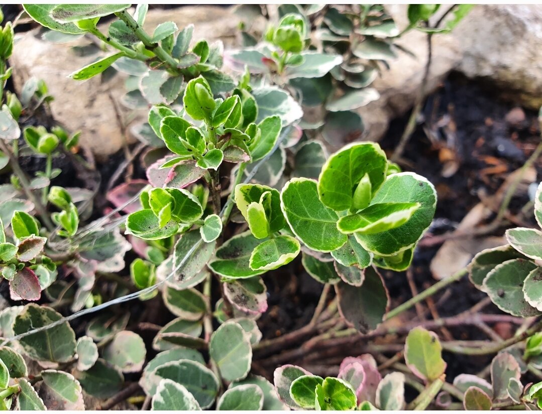 Вот первое из таких растений - бересклет. Вроде вблизи смотрится красиво...