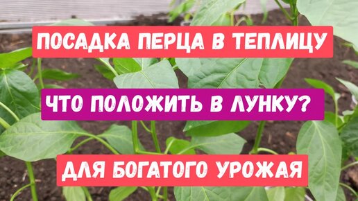 Что класть в лунку при посадке перца в теплицу