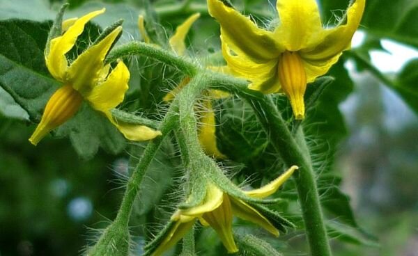 фото взято из интерне-источников