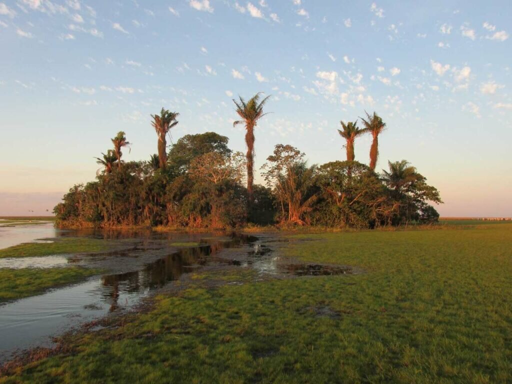    В Льянос-де-Мохос острова тропического леса сменяются болотами и саваннами / ©llanosdemoxos.org