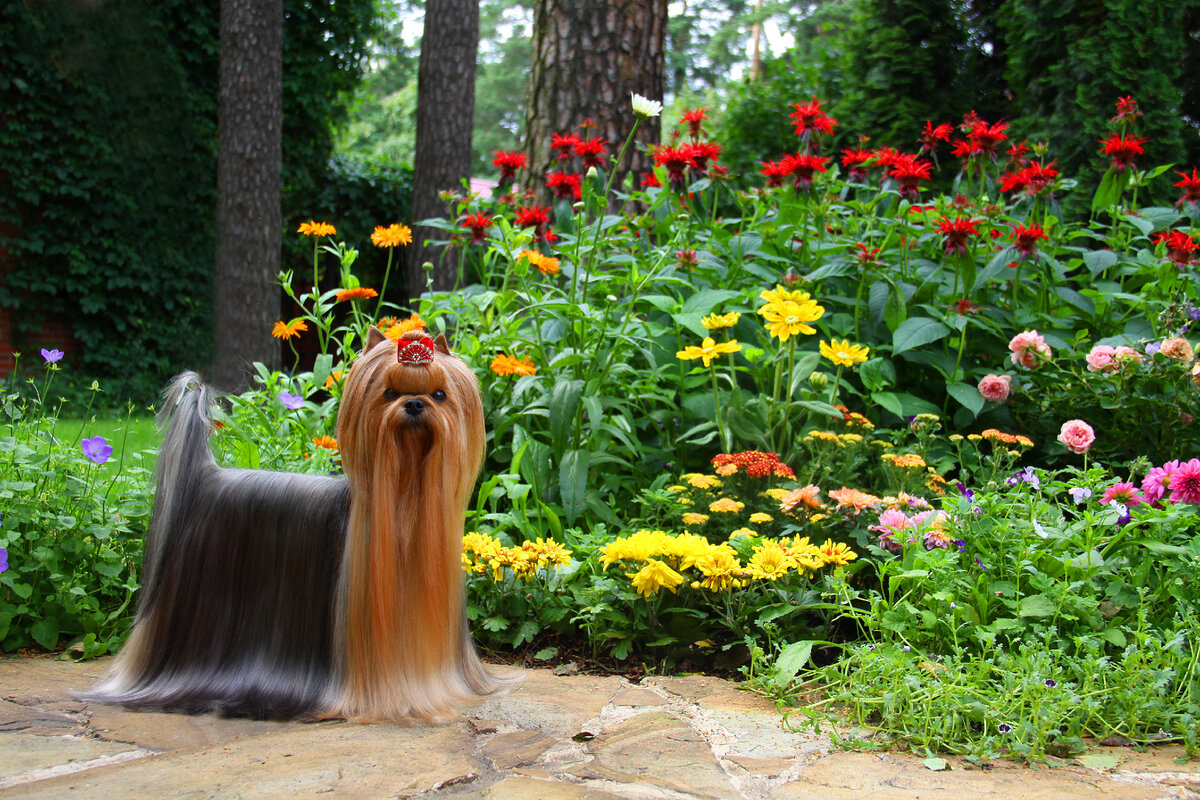 На фото йоркширский терьер питомника "Ekspouzd". Санкт-Петербург.