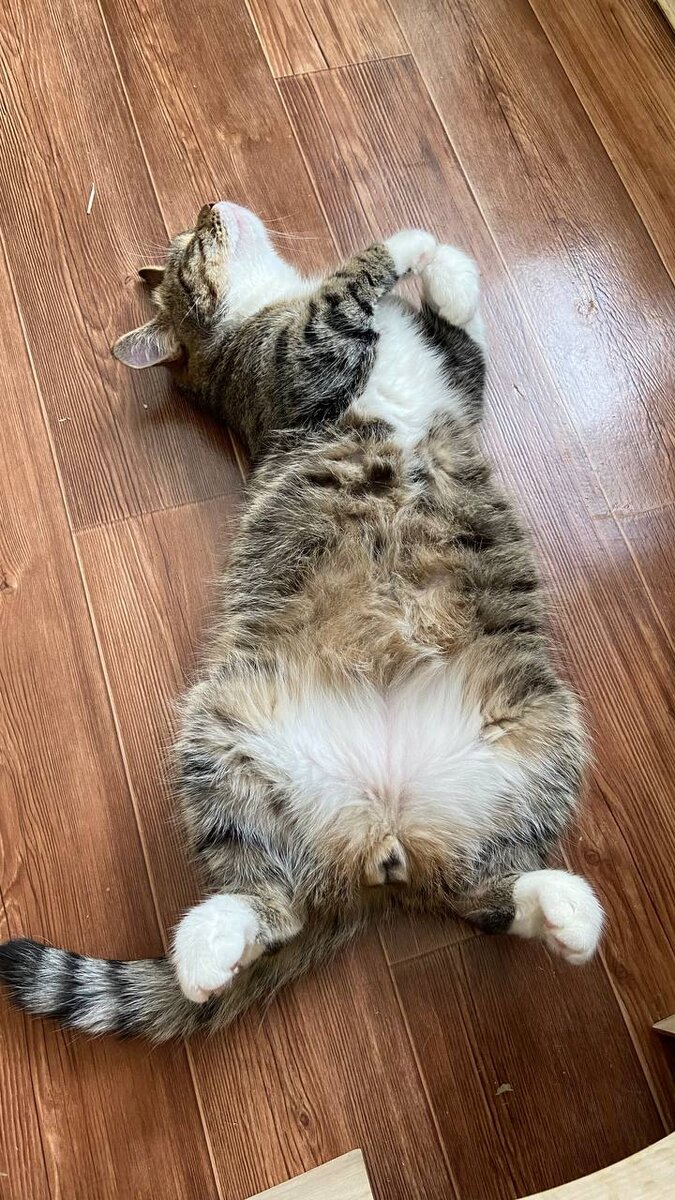 Тыгрык который позирует на видео) 