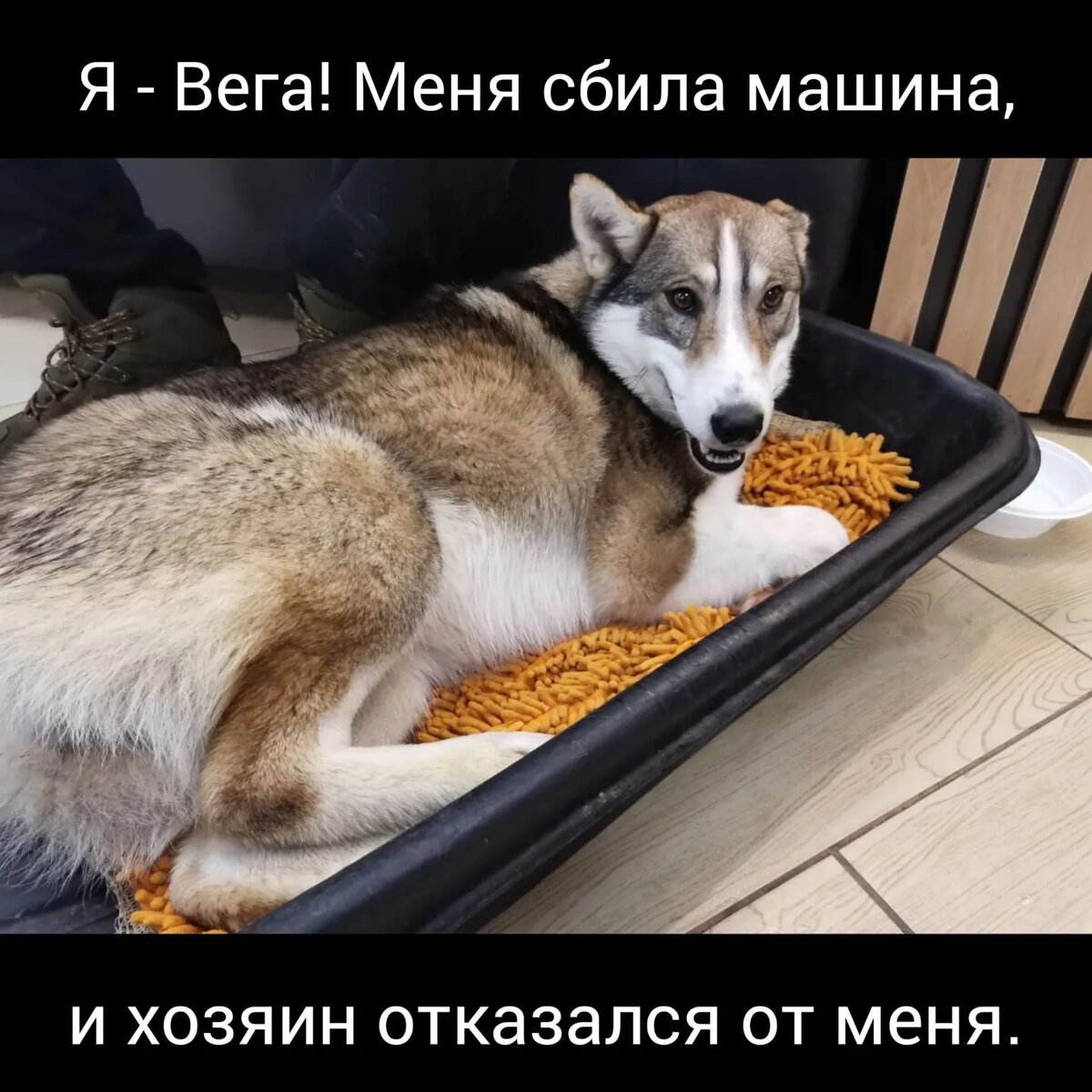 Наша новая подопечная - красавица Вега