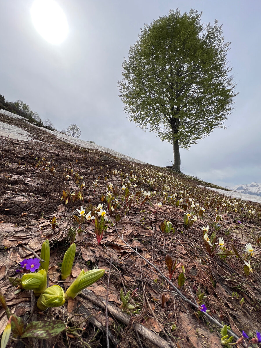 Только сошел снег…