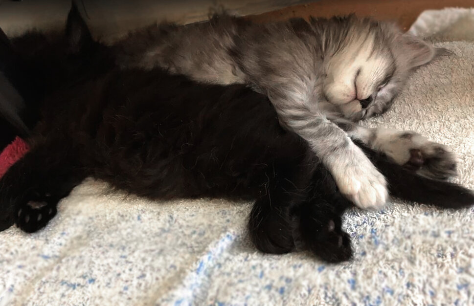 Сестрички Assole NobelRiesen*RU и Agata NobelRiesen*RU