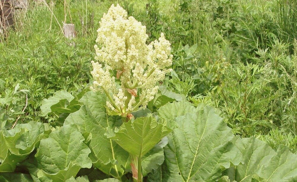 А вот и нет! Ревень выглядит вот так. Тоже красивый! Черешки листьев ревеня употребляют в пищу. Нарезать черешки - и сварить компот, на вкус будет как яблочный. Только не кладите слишком много ревеня, в слишком большом количестве он может действовать как слабительное.