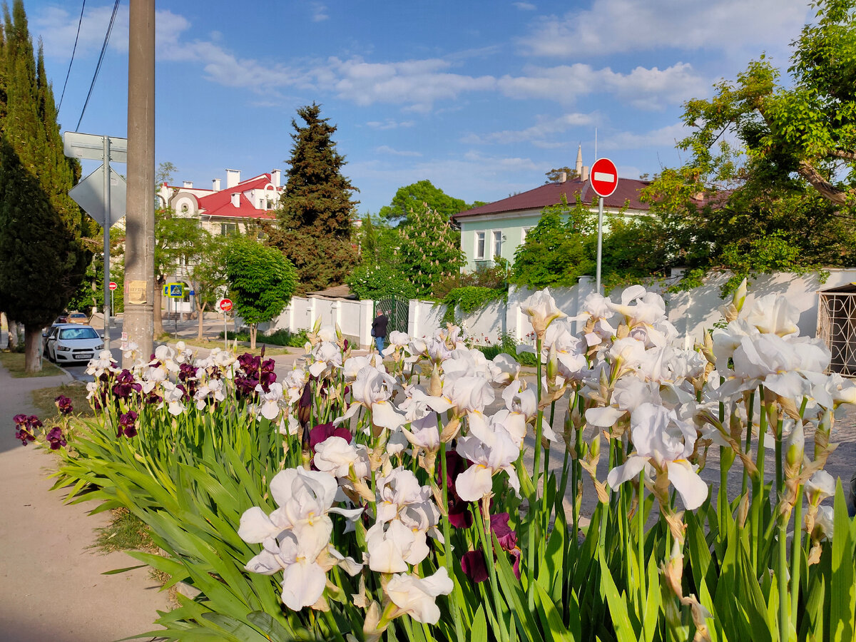 Прекрасные клумбы в центре Севастополя