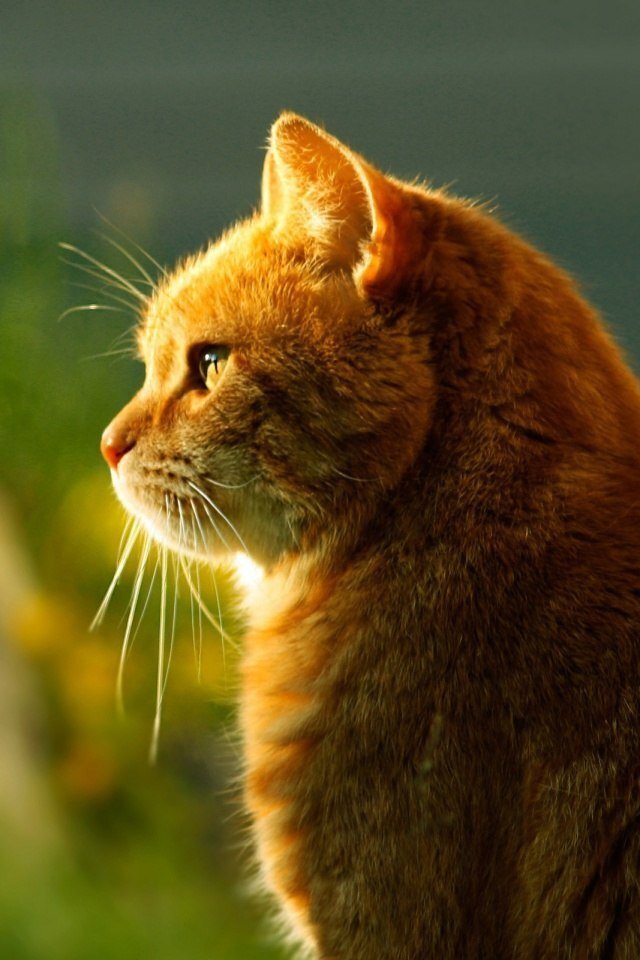 Фото из интернета 