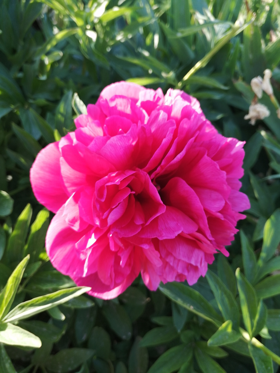 Мои любимые пионы. Здесь они очень яркие. 