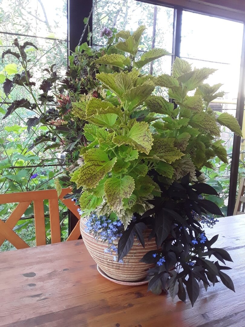 Жители двенадцатилитрового горшка спустя полтора месяца после посадки