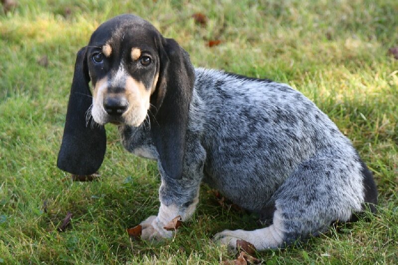 Щеночек гасконского бассета (Фото: https://des-vallees-longeronnaises.chiens-de-france.com/basset-bleu-de-gascogne,des-vallees-longeronnaises,vendre-chiots,4933_180808.html)
