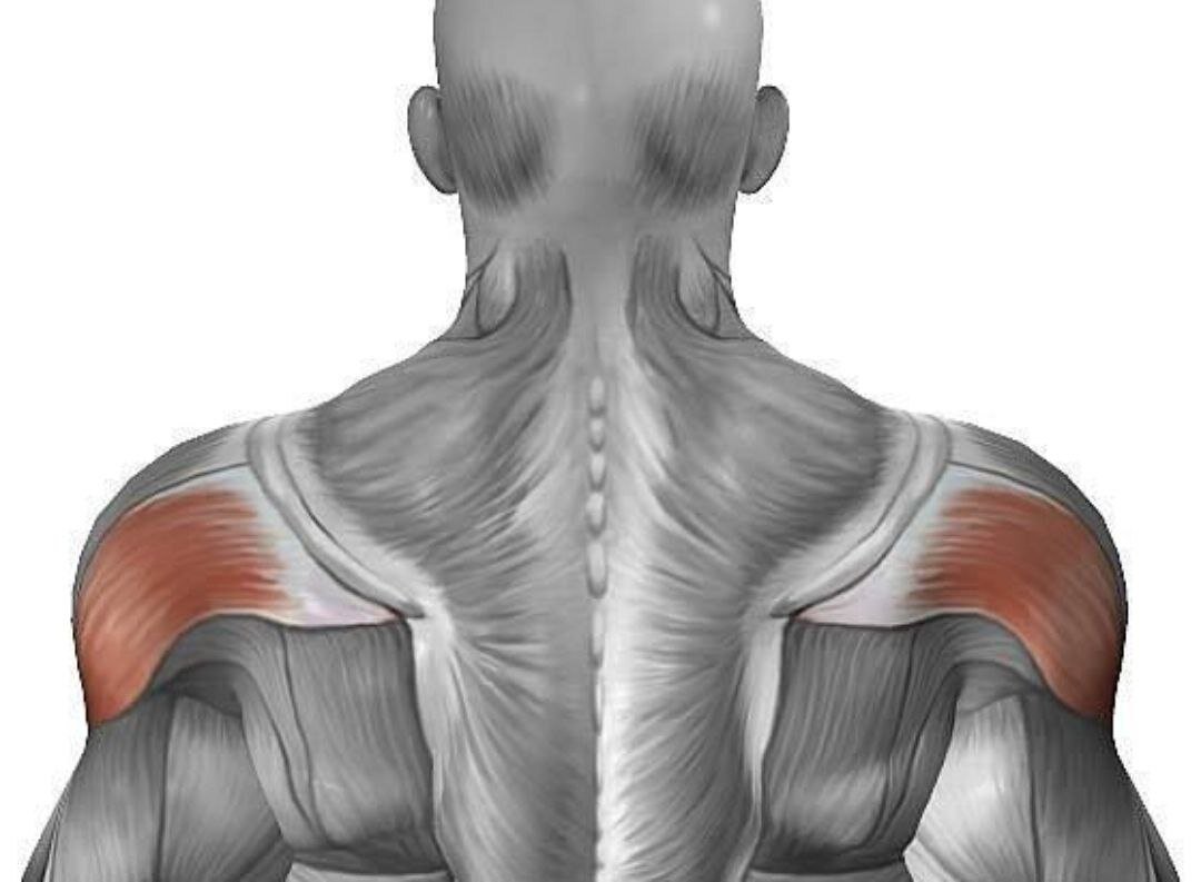 Мышцы плечевого пояса дельтовидная мышца