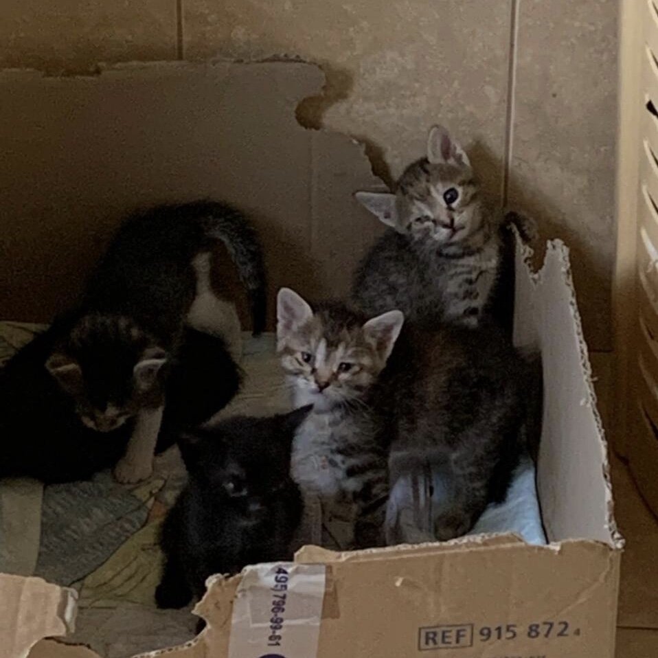 Всего их было 5, два малыша нашли дом сразу, а трое приехали к нам. 