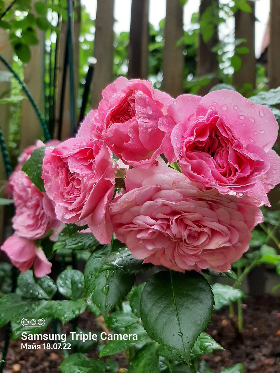 Номер 2. Посадка этого года