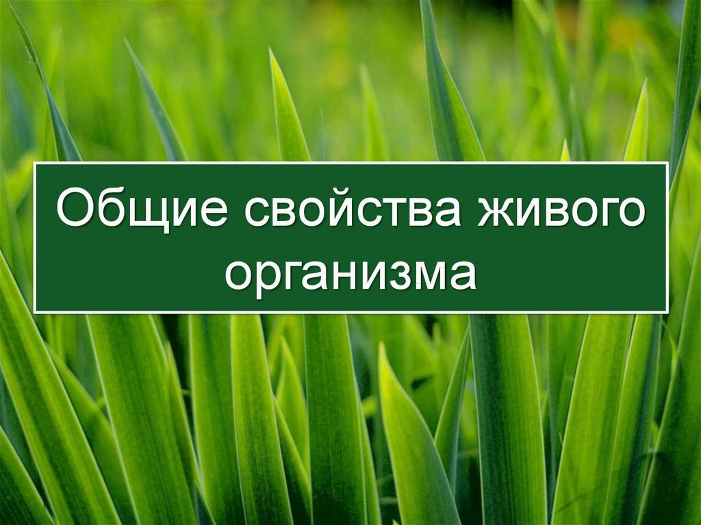 Какие свойства характерны для живых. Общие свойства живого. Основные свойства живых организмов. Свойства живых организмов 9 класс. Свойства живых организмов 7 класс.