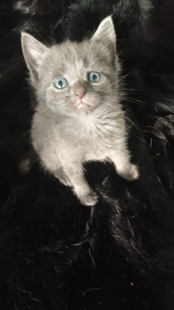 Котята серая девочка. Котенок 1,5 месяца девочка серая. котенок 1 месяц. котенок 1 месяц девочка серая. серебряные котята.