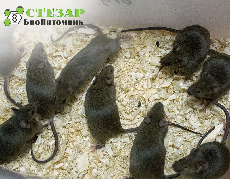 Лабораторные мыши CBA в БиоПитомнике Стезар / Фото с нашего сайта www.biopitomnik.ru